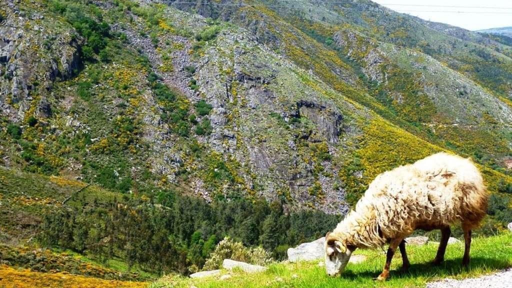 Lago Da Garca Guesthouse São Pedro do Sul Dış mekan fotoğraf
